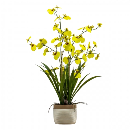 Potted Small Yellow Oncidium Orchid