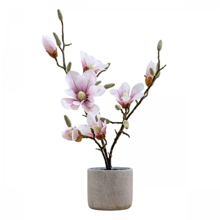 Potted Pink Magnolia