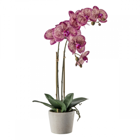 Pink Orchid in Ceramic Pot